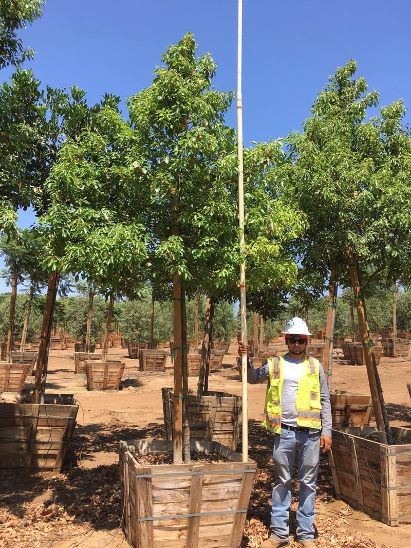 Photo for Cinnamomum camphora (Standard) (Camphor Tree)