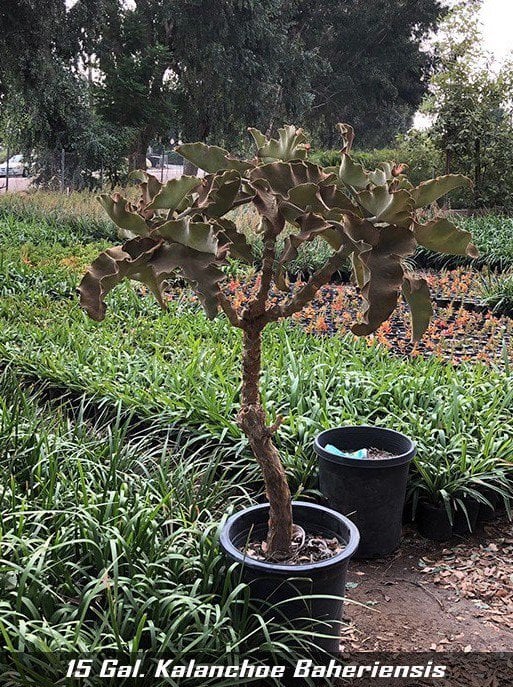 Photo for Kalanchoe beharensis (Felt Plant)