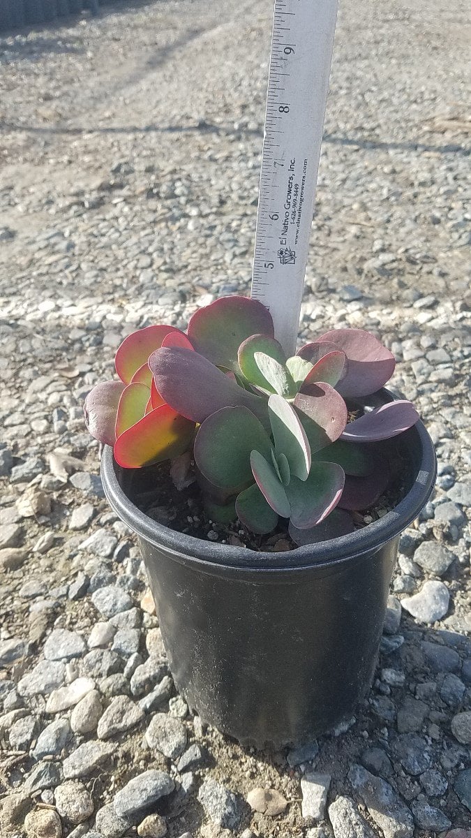Photo for Kalanchoe luciae (Paddle Plant)