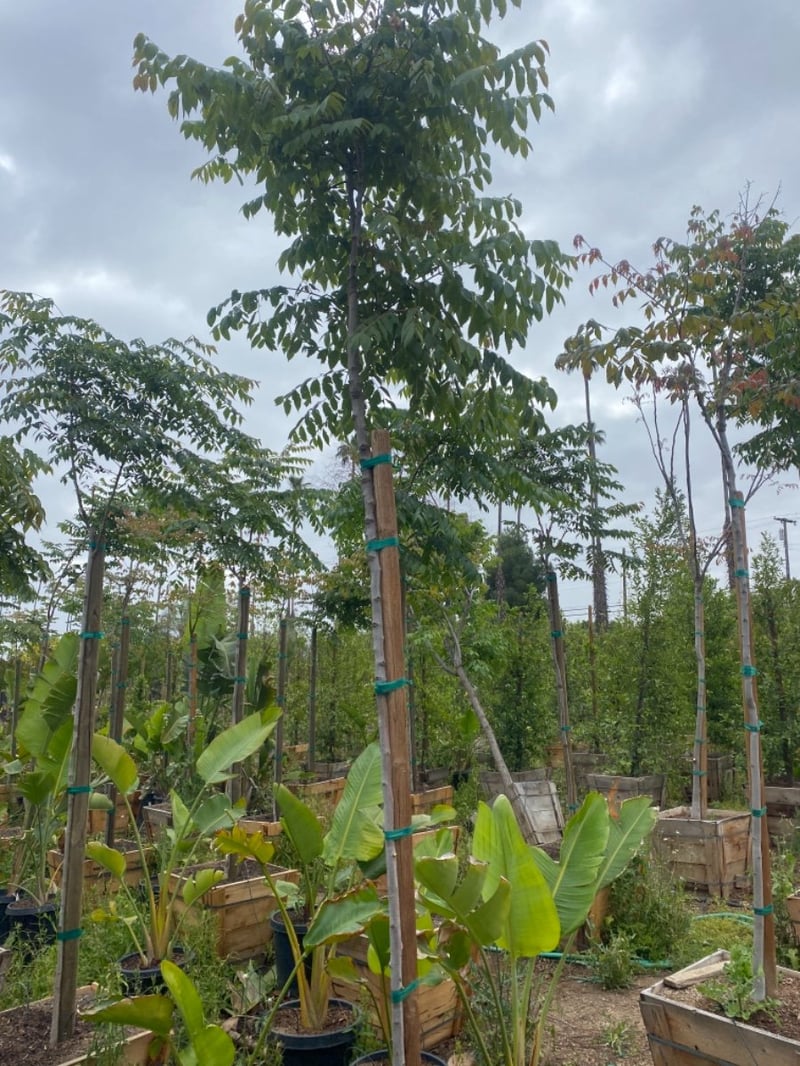 Photo for Koelreuteria bipinnata (Chinese Flame Tree)