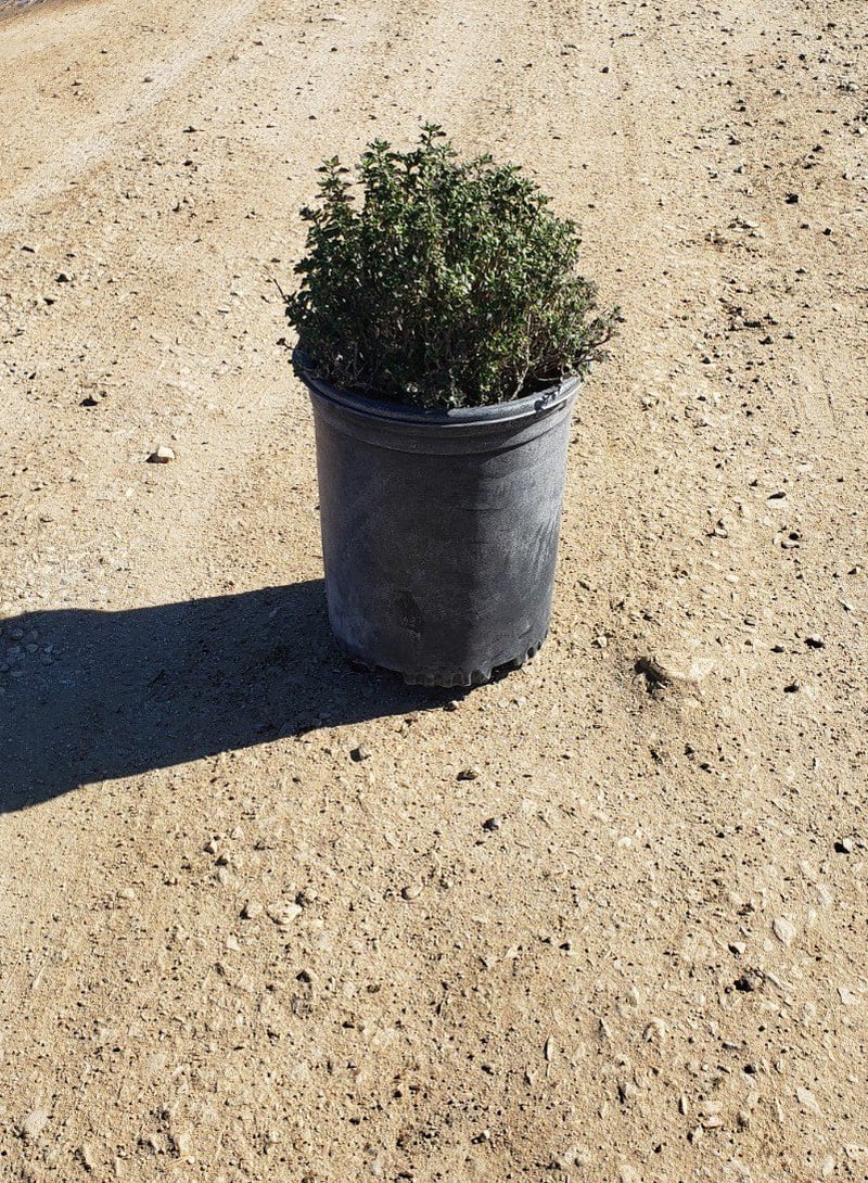 Photo for Teucrium x lucidrys (T. chamaedrys) (Wall Germander)