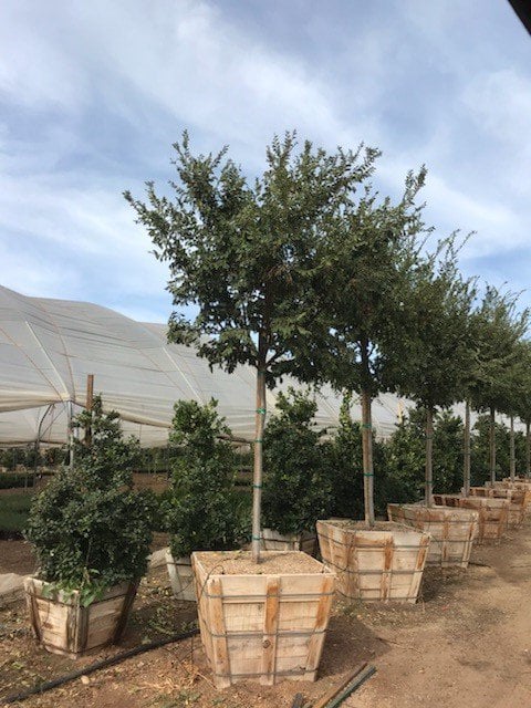 Photo for Ulmus parvifolia 'Drake' (Drake's Chinese Elm)