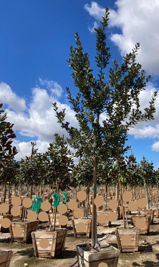 Photo for Laurus nobilis 'Saratoga' (Standard) (Saratoga Bay Laurel)