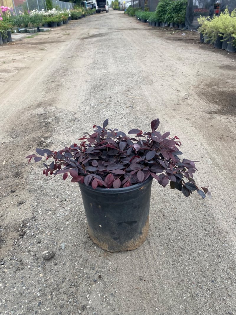 Photo for Loropetalum chinense ‘PPI’ (Purple Daydream Dwarf Loropetalum)