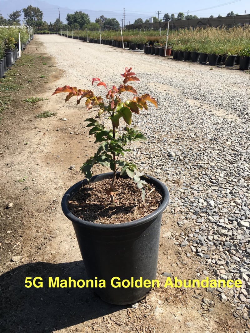 Photo for Berberis 'Golden Abundance' (Golden Abundance Oregon Grape)