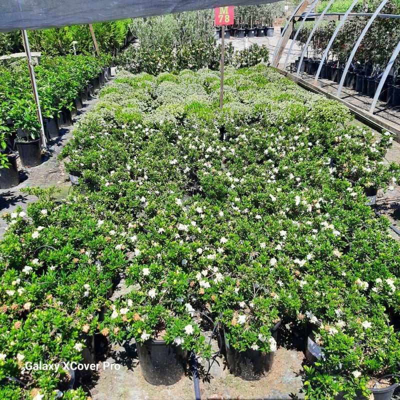 Photo for Gardenia jasminoides 'Radicans' (Dwarf Gardenia)