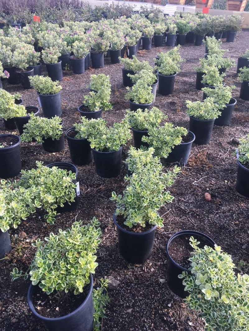 Photo for Coprosma repens 'Marble Queen' (Dwarf Variegated Mirror Plant)