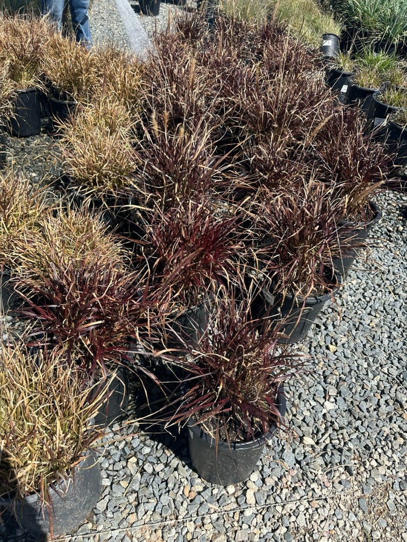 Photo for Pennisetum setaceum 'Fireworks' (Fireworks Fountain Grass)