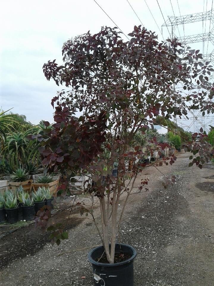 Photo for Euphorbia cotinifolia (Caribbean Copper Plant )