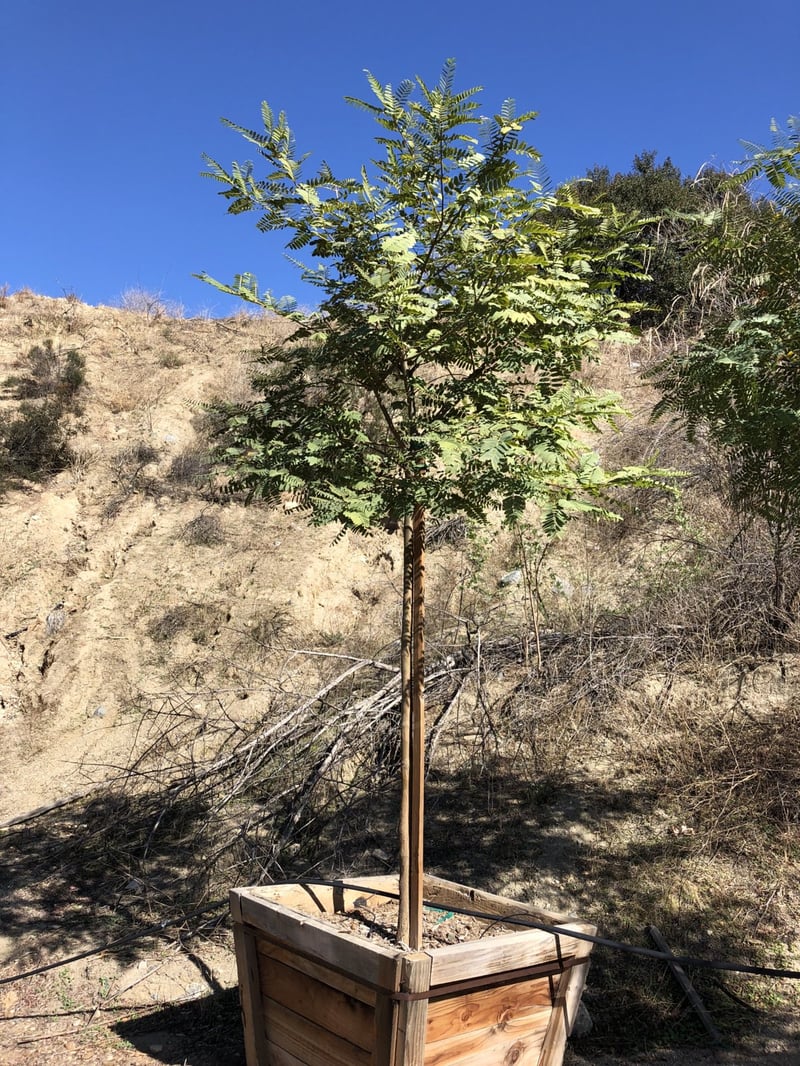 Photo for Tipuana tipu (Tipu Tree)
