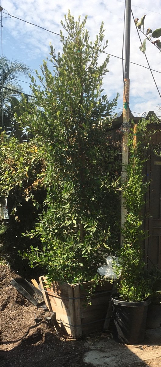 Photo for Ficus microcarpa nitida (Indian Laurel)