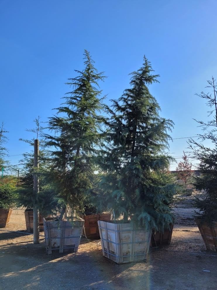 Photo for Cedrus deodara (Deodar Cedar)
