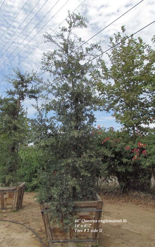 Photo for Quercus engelmannii (Mesa Oak, Engelmann Oak)