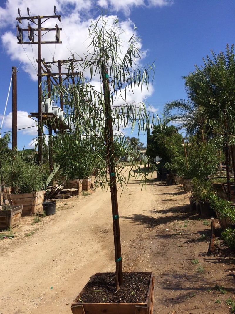 Photo for Geijera parviflora (Standard) (Australian Willow)