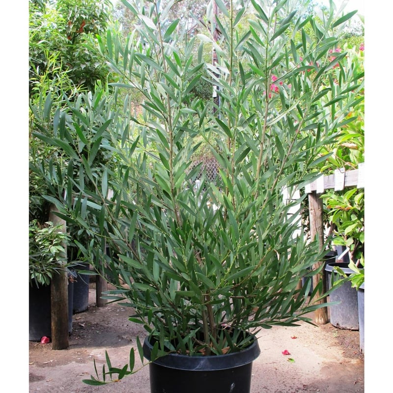 Photo for Acacia longifolia (Golden Wattle)