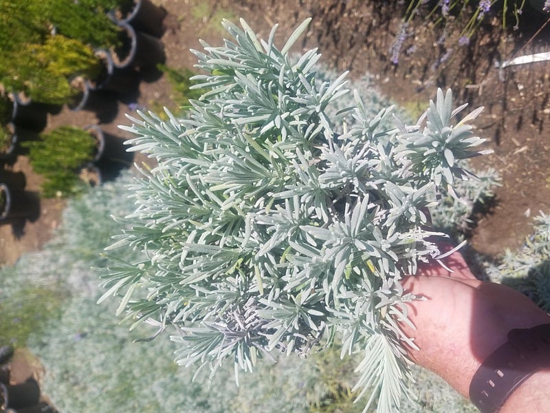 Photo for Lavandula angustifolia 'Hidcote Blue' (Hidcote Blue English Lavender)