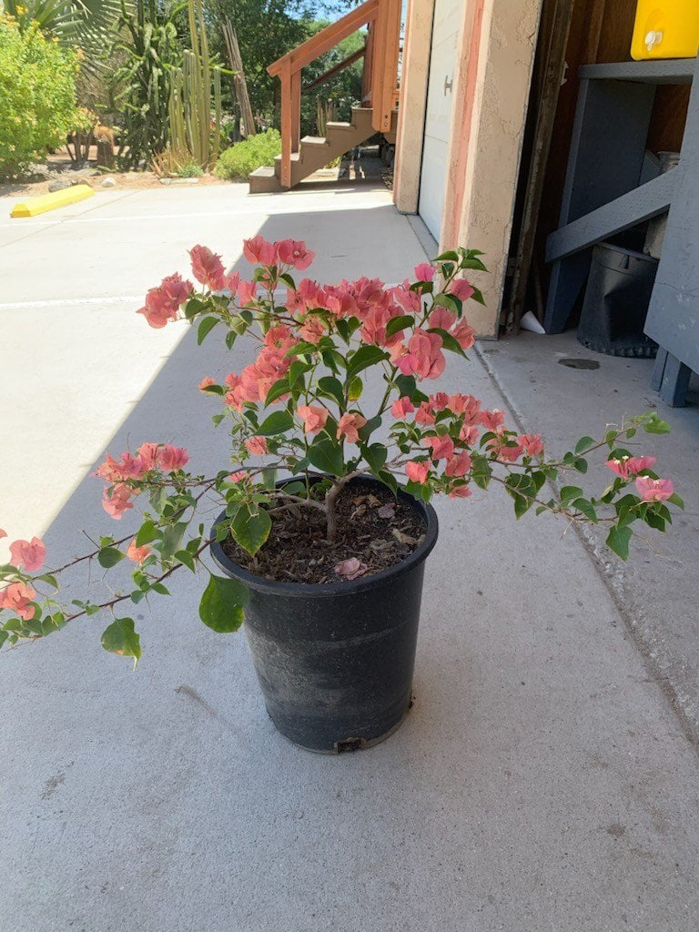 Photo for Bougainvillea 'Orange King' (Orange King Bougainvillea)