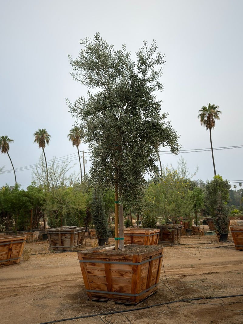 Photo for Olea europaea 'Fruitless' (Standard) (Fruitless Olive)