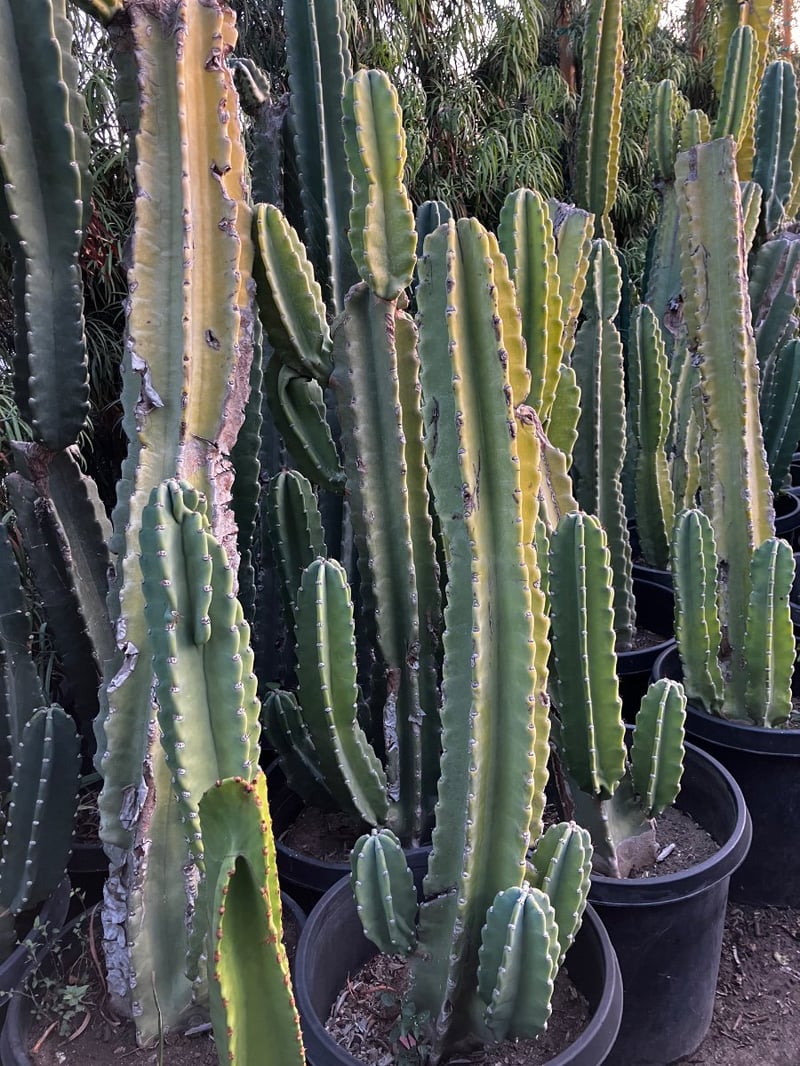 Photo for Echinopsis pachanoi (San Pedro Cactus)