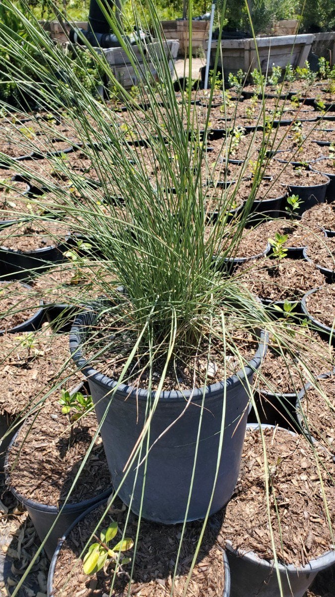 Photo for Muhlenbergia capillaris 'Regal Mist' (Gulf Muhly)