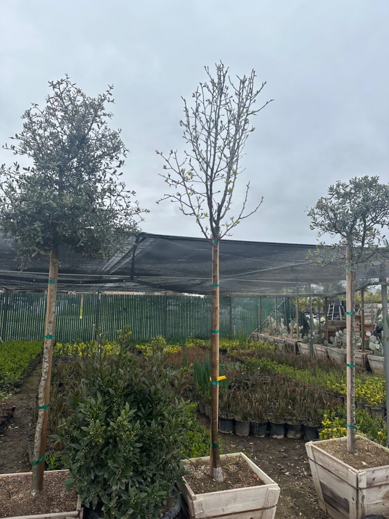 Photo for Pyrus calleryana 'Bradford' (Standard) (Bradford Pear)