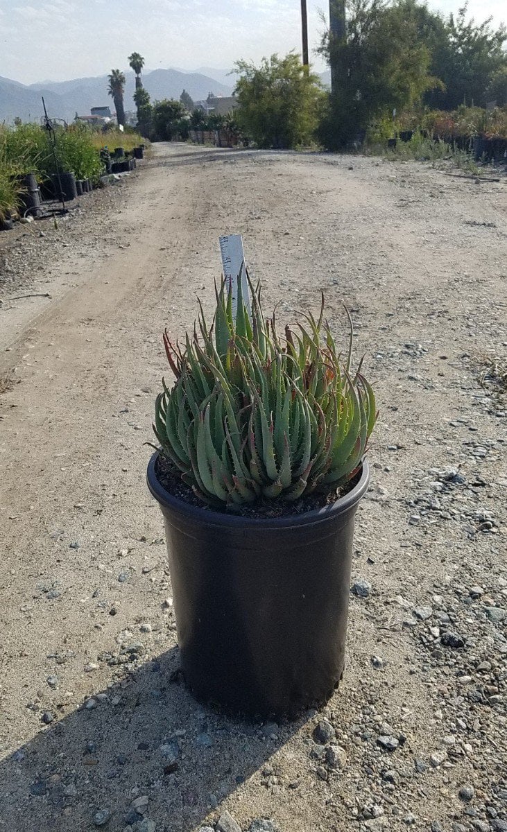 Photo for Aloe 'Blue Elf' (California Aloe, Blue Boy)
