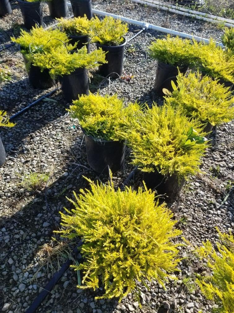 Photo for Coleonema pulchrum 'Sunset Gold' (Sunset Gold Breath of Heaven, Diosma)
