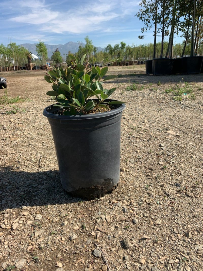 Photo for Raphiolepis indica 'Clara' (Clara Indian Hawthorn)
