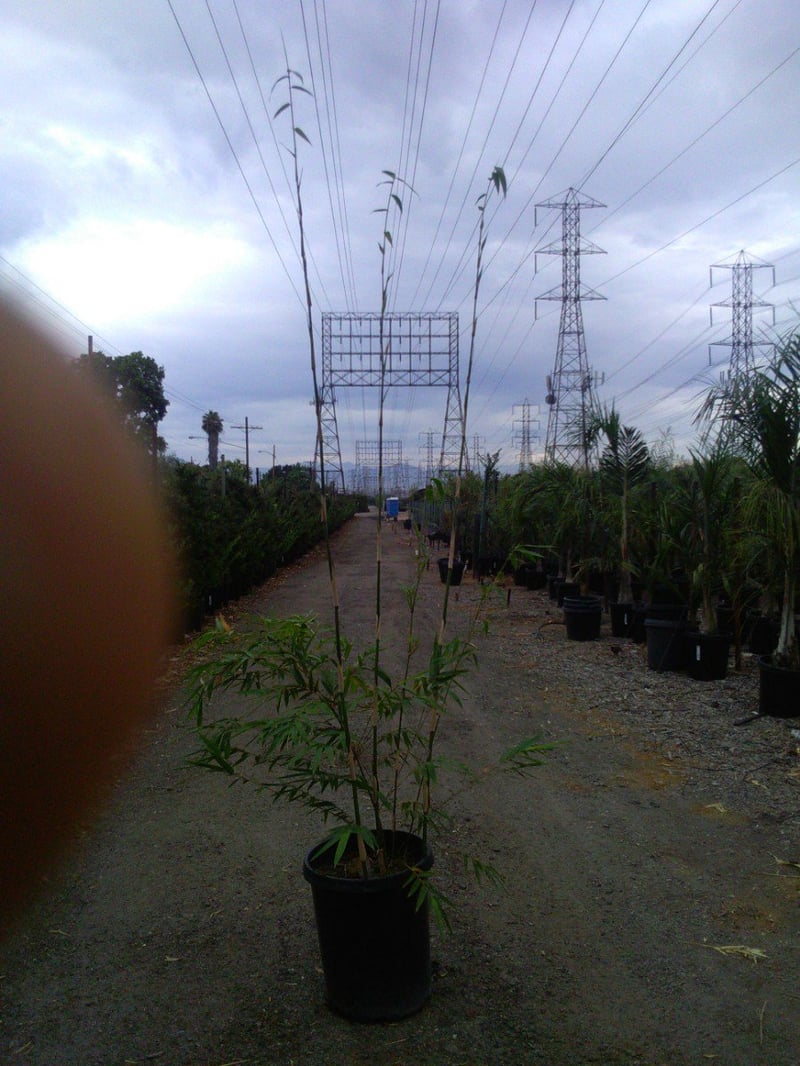 Photo for Bambusa textilis (Weaver's Bamboo)