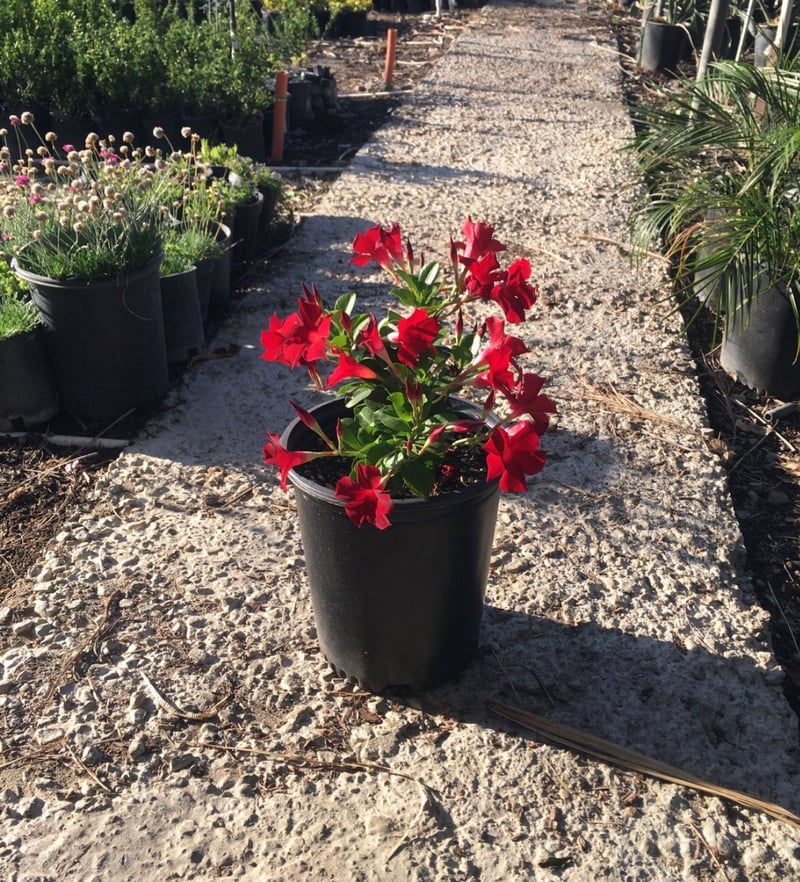 Photo for Mandevilla x 'Sunparasuji' (Sun Parasol Stars & Stripes Mandevilla)