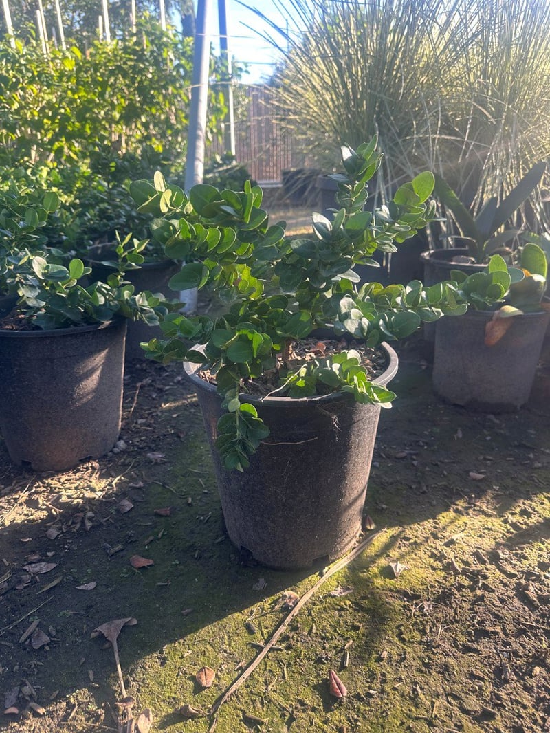 Photo for Carissa macrocarpa 'Boxwood Beauty' (Boxwood Beauty Natal Plum)
