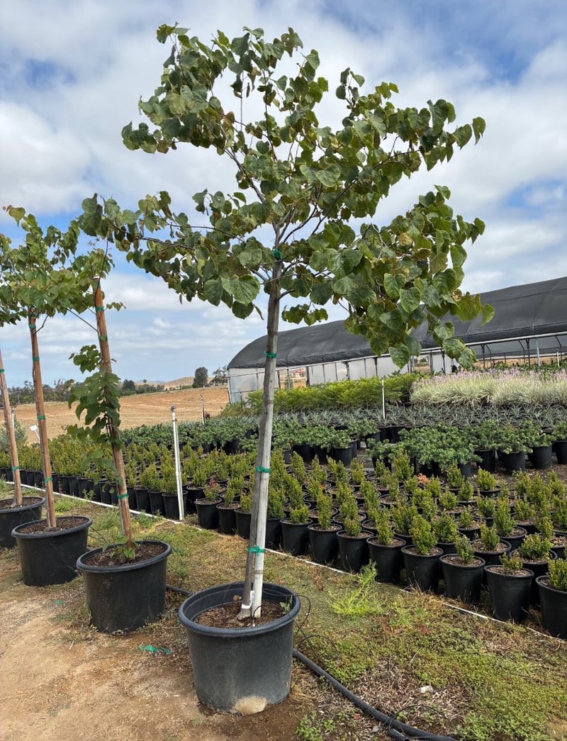 Photo for Cercis canadensis 'Forest Pansy' (Eastern Redbud 'Forest Pansy')