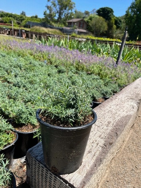 Photo for Zauschneria californica (Epilobium canum)   (California Fuchsia )