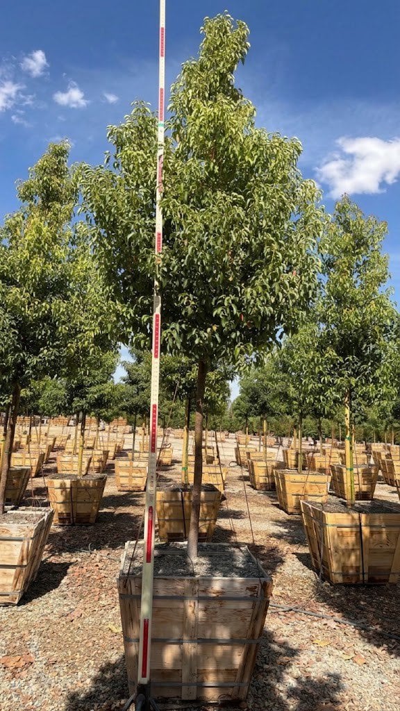 Photo for Cinnamomum camphora (Standard) (Camphor Tree)