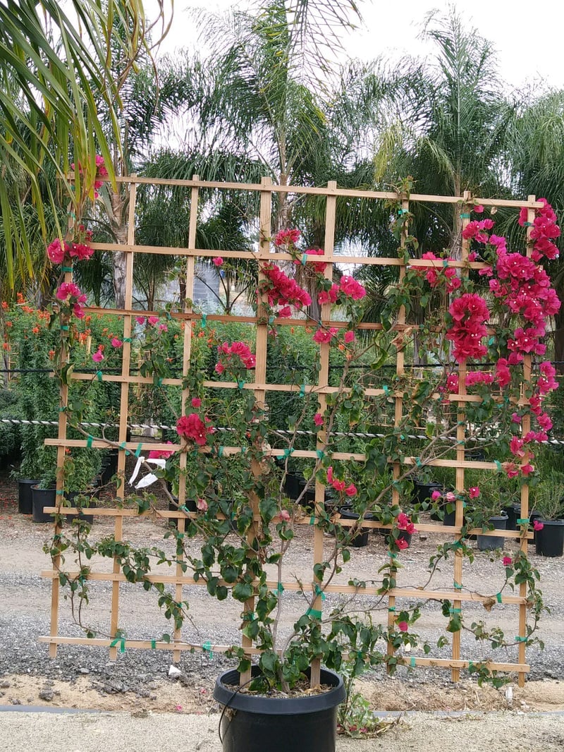 Photo for Bougainvillea 'Barbara Karst' (Espalier) (Barbara Karst Bougainvillea)