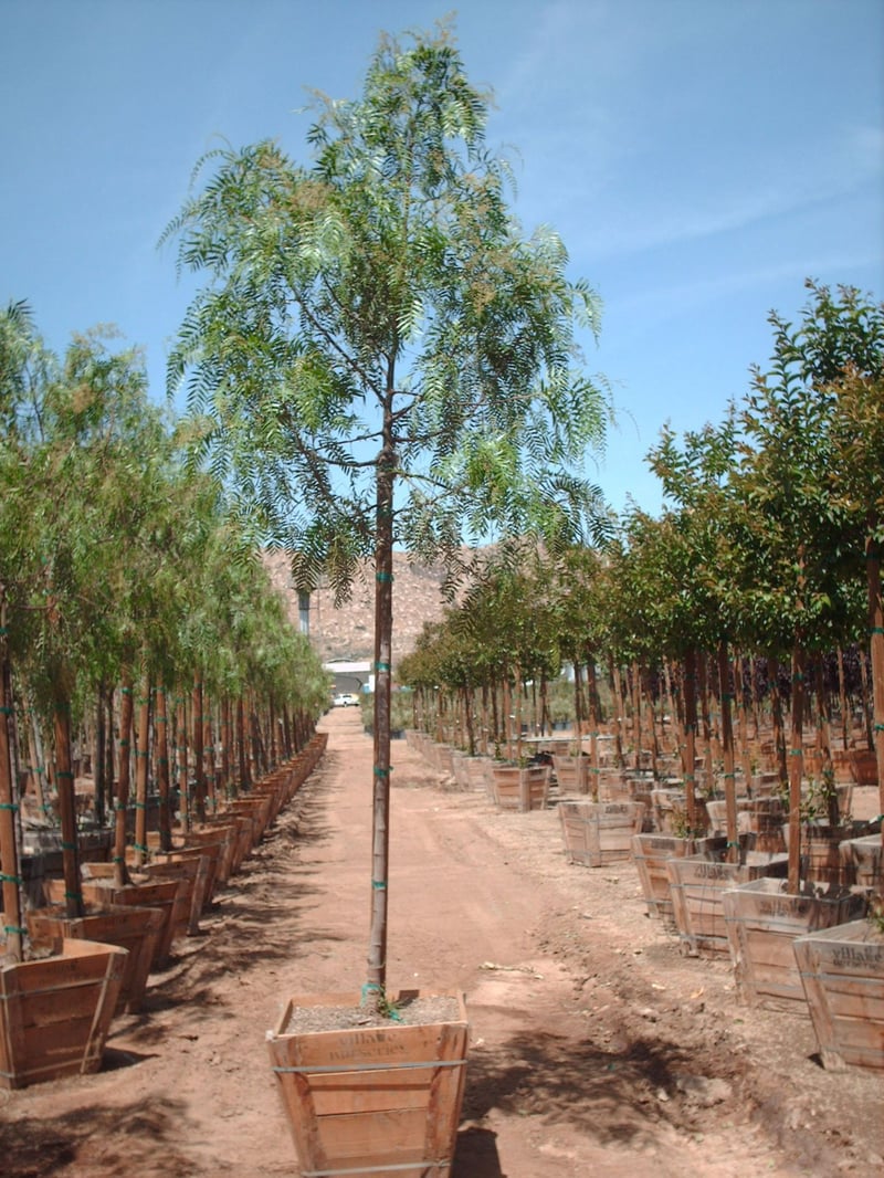 Photo for Schinus molle (California Pepper Tree)