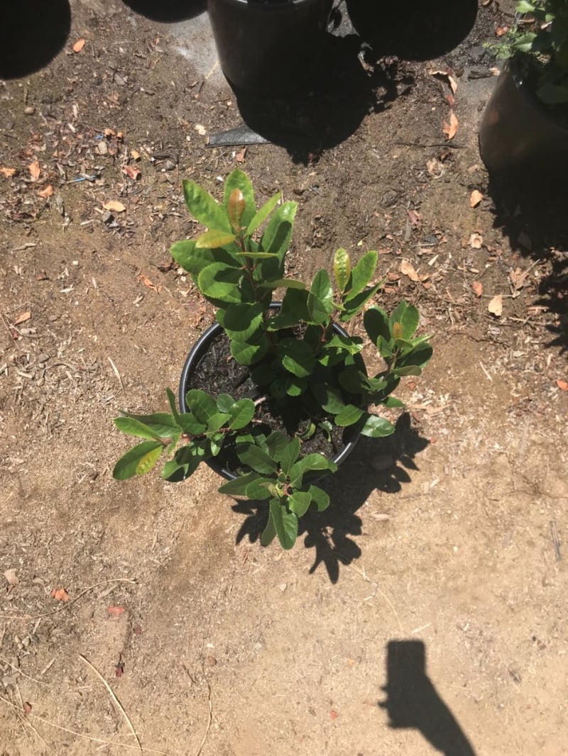 Photo for Heteromeles arbutifolia (Toyon)