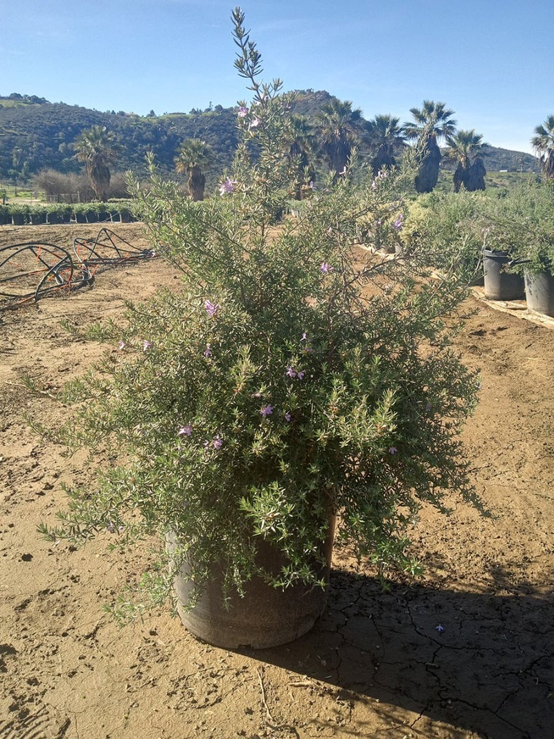 Photo for Westringia 'Wynyabbie Highlight' (Variegated Australian Rosemary)