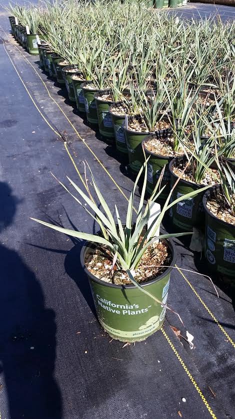 Photo for Hesperoyucca whipplei (Our Lord's Candle)