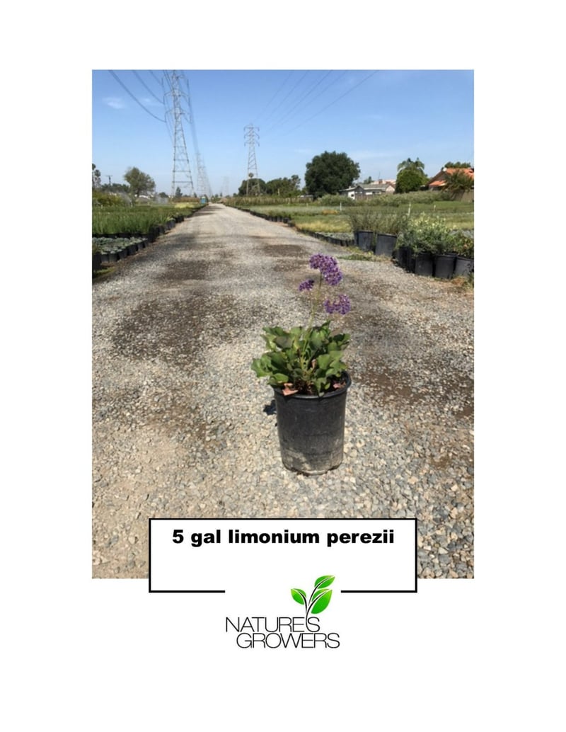 Photo for Limonium perezii (Sea Lavender, Statice)