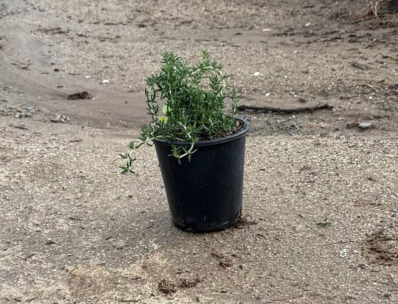 Photo for Rosmarinus officinalis 'Prostratus' (Trailing Rosemary)