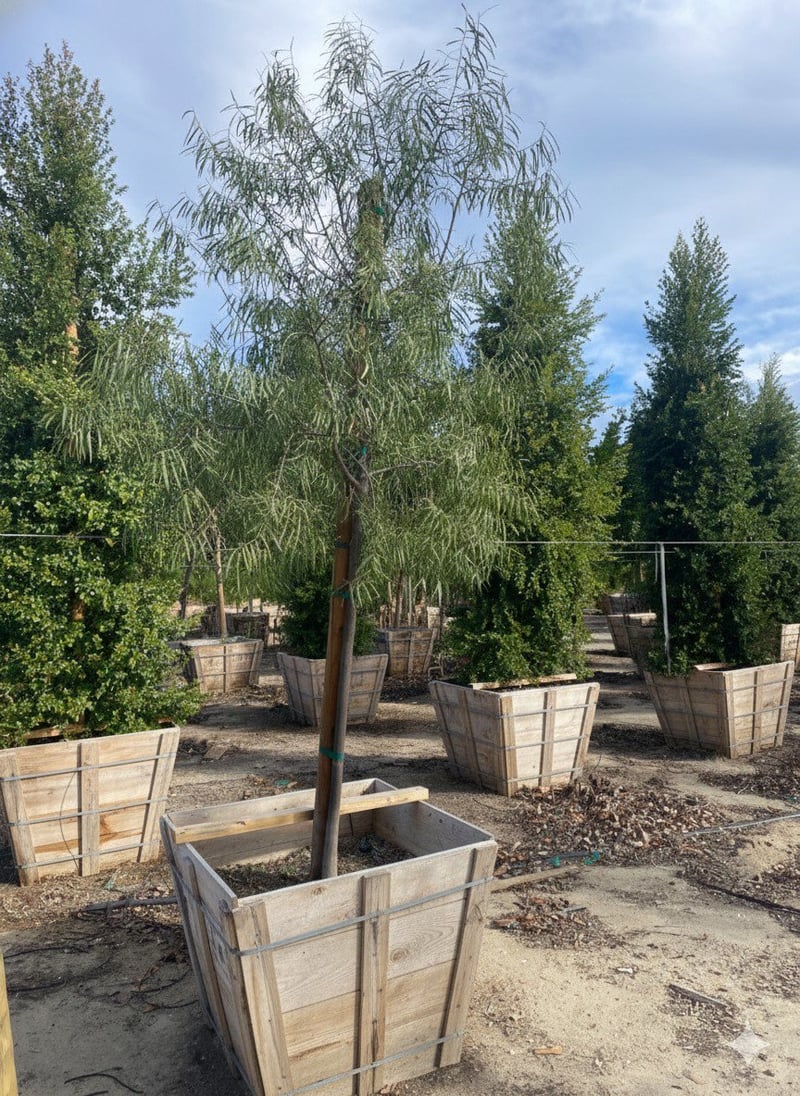Photo for Geijera parviflora (Standard) (Australian Willow)