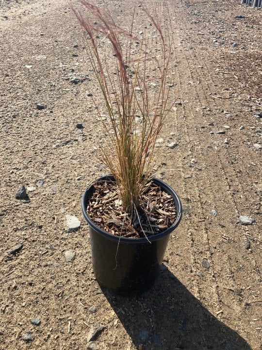 Photo for Aristida purpurea var. purpurea (Purple three awn)