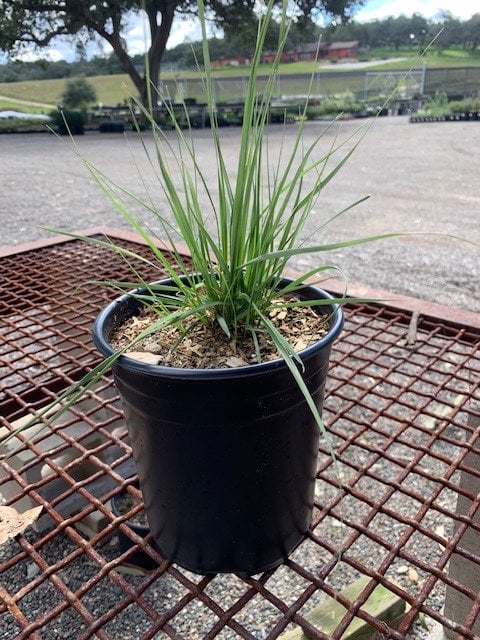 Photo for Muhlenbergia rigens (Deer Grass)