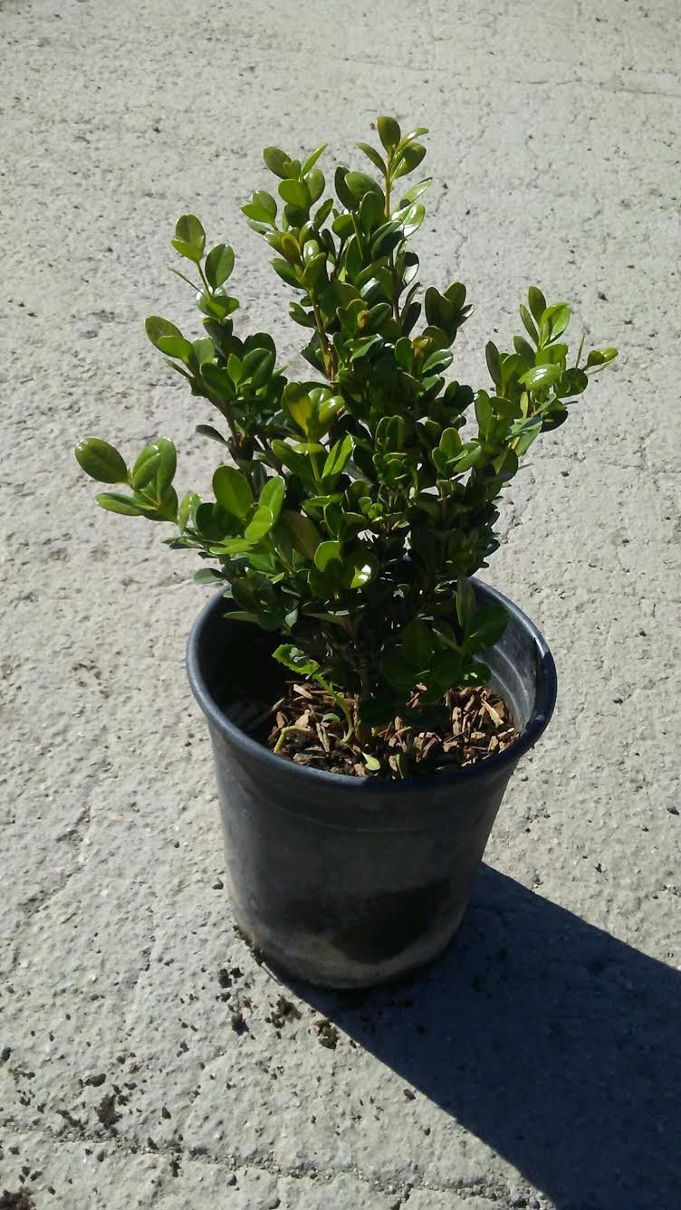 Photo for Buxus microphylla japonica (Japanese Boxwood)