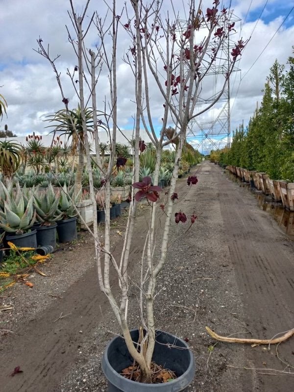 Photo for Cotinus coggygria 'Royal Purple' (Royal Purple Smoke Tree)