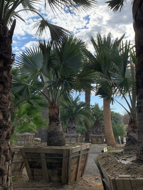 Photo for Bismarckia nobilis (Bismarck Palm)