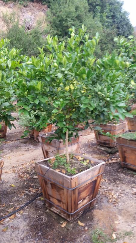 Photo for Citrus limon 'Meyer Improved' (Improved Meyer Lemon)