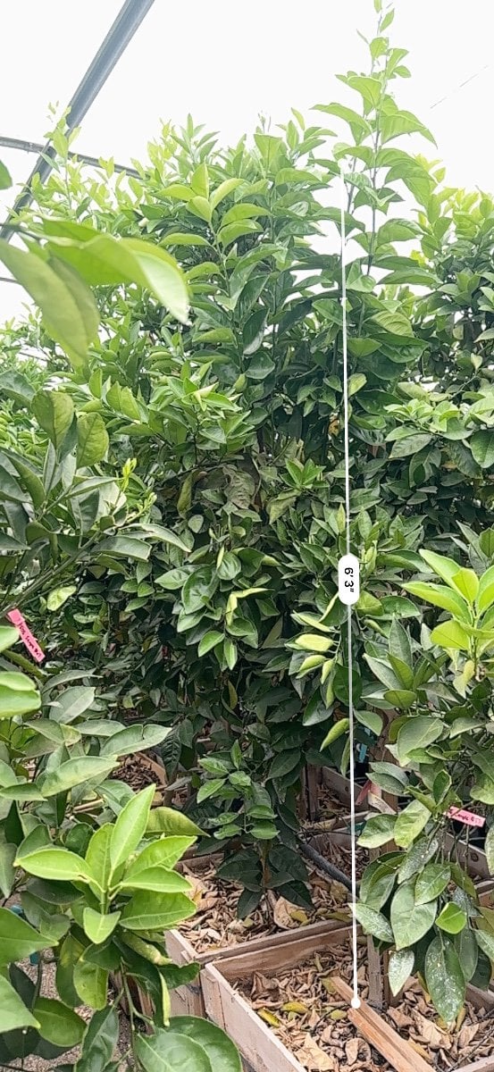 Photo for Citrus sinensis 'Valencia' (Valencia Orange Tree)