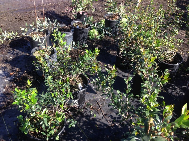 Photo for Myrtus communis (True Myrtle)